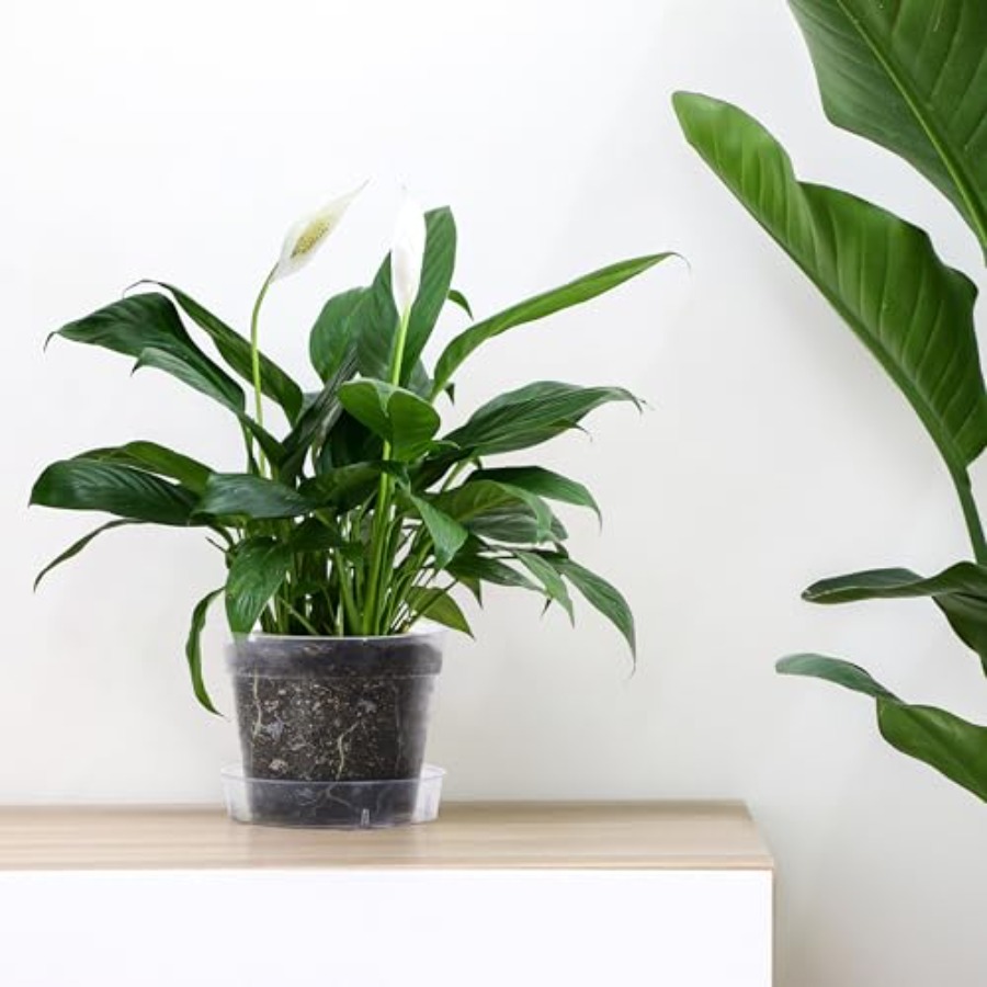 6인치 투명 플라스틱 화분, 배수구 포함, 실내 원예용 - Indoor Plants 리뷰 및 가격