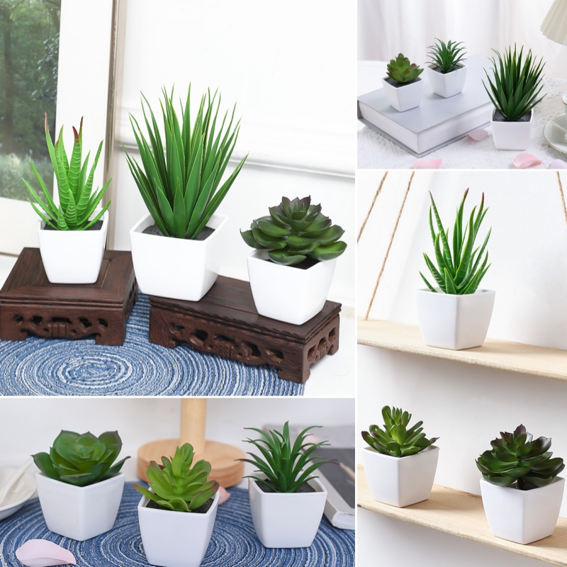 (3PCS 세트) 집, 레스토랑, 탁상, 창턱 및 책장 - Succulent Set 리뷰 및 가격