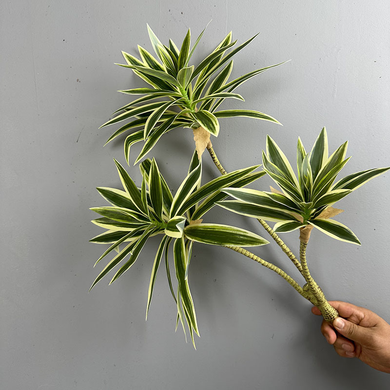 시뮬레이션된 녹색 식물 3개의 백합 대나무 드라세나 산 - Snake Plant 리뷰 및 가격