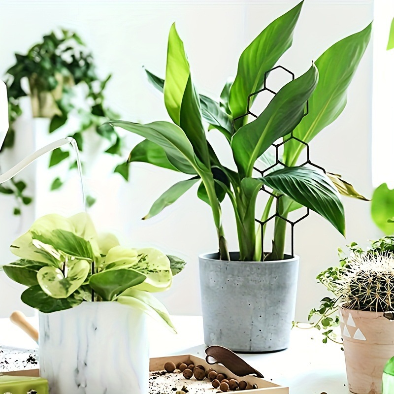 1PC 벌집형 디자인 식물 지지대, 화분에 심은 덩굴식 - Pothos 리뷰 및 가격